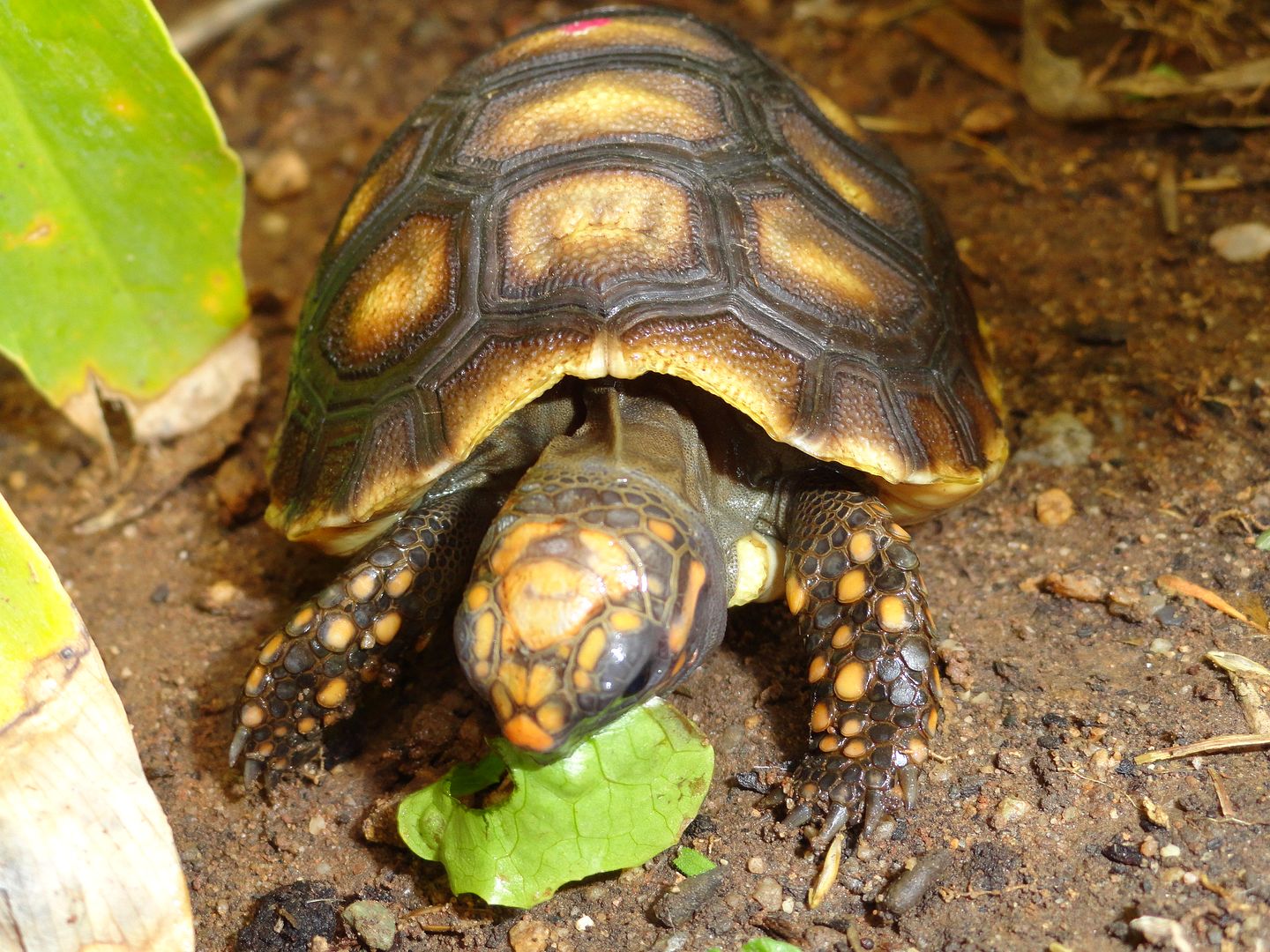 Wango Mango II Tortoise Forum